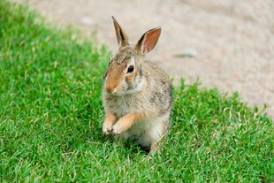 草地上站立的可爱小兔子