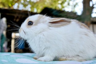 可爱白兔静卧户外场景