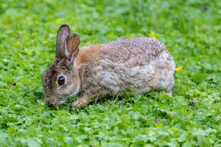草地上的灰毛兔子