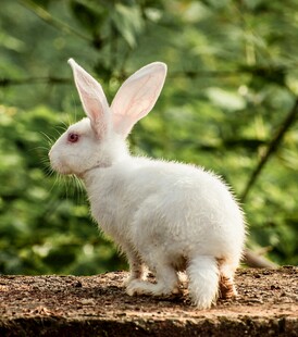 白兔静立绿植前