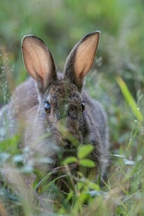 草丛中的可爱野兔