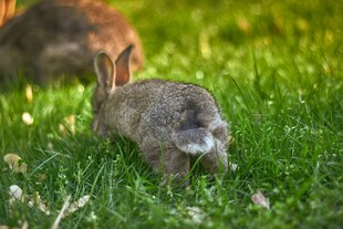 草地上的可爱小兔子