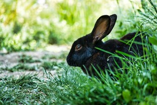 草丛中的黑兔子