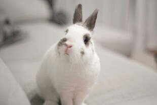 可爱白兔端坐沙发