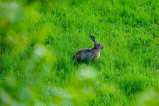 草丛中的野兔