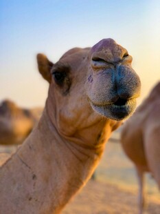沙漠中的骆驼特写