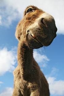 仰头微笑的可爱毛驴