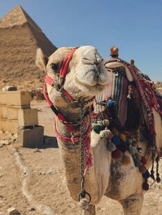 金字塔前的装饰骆驼