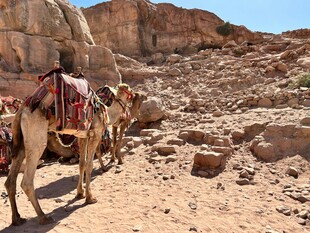 沙漠中的骆驼队伍