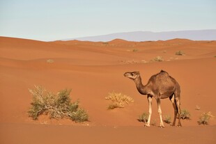 沙漠中的单峰骆驼