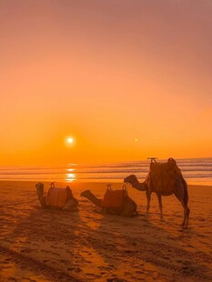 沙漠夕阳下的骆驼群