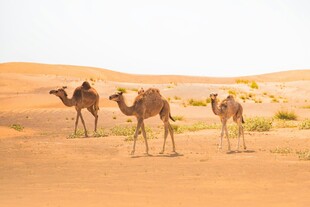 沙漠中的骆驼群