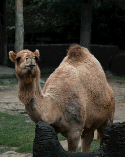 单峰骆驼站立于户外