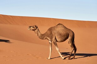 沙漠中的单峰骆驼