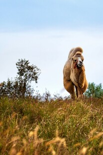 单峰骆驼