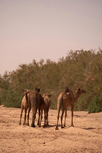 沙漠中的骆驼群