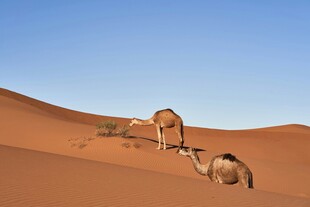 沙漠中行进的骆驼队列