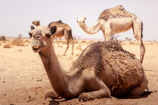 沙漠中的骆驼群