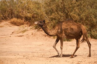 沙漠中独行的骆驼