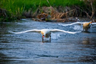 白鹭于河畔展翅涉水