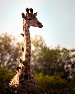 阳光下的长颈鹿