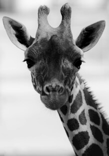 可爱长颈鹿特写