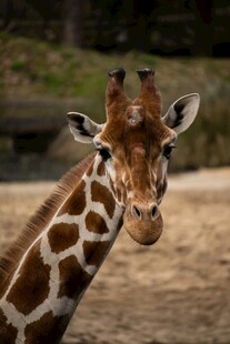 可爱长颈鹿特写
