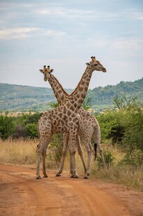 公路上亲昵的两只长颈鹿