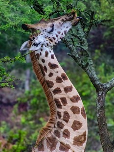 长颈鹿仰头吃树上叶子