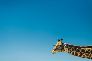 蓝天背景下的长颈鹿头部