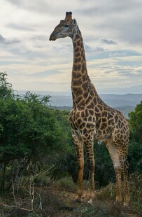 草原上的长颈鹿眺望远方