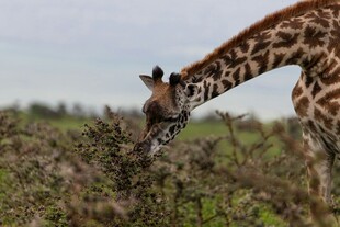 长颈鹿低头进食灌木丛
