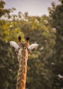 长颈鹿背影与葱郁树林