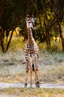 草原上站立的长颈鹿