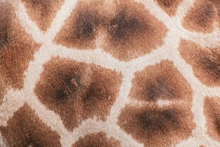 长颈鹿斑纹特写