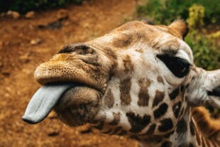 长颈鹿吐舌卖萌瞬间