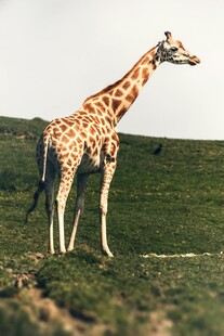 草原上的长颈鹿