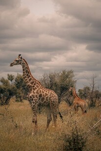 草原上漫步的长颈鹿