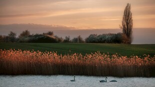 湖畔黄昏景 天鹅悠然游