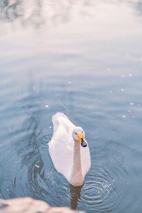 水中优雅天鹅