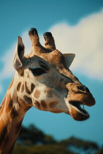 张嘴的长颈鹿特写