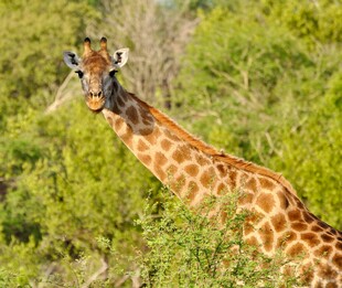 草原上的长颈鹿