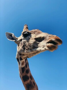 仰望蓝天的长颈鹿