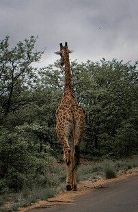 公路上独行的长颈鹿