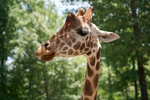 森林中的长颈鹿特写