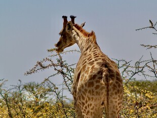 草原上的长颈鹿背影