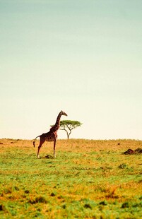 草原上的长颈鹿优雅进食