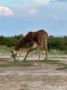草原上低头进食的长颈鹿