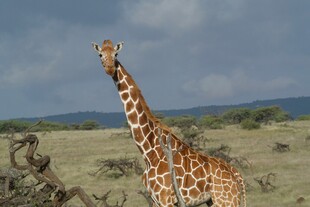 草原上的长颈鹿