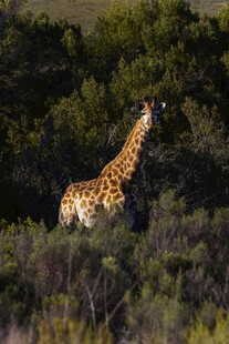 草原上的长颈鹿
